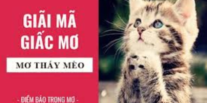 Giải Mã Giấc Mơ Thấy Con Mèo: Niềm Báo Gì và Nên Đánh Số Mấy?