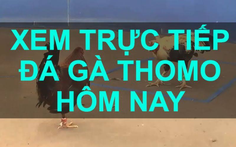 Đá Gà Thomo - QH88: Trực Tiếp, Mới Nhất, Hướng Dẫn Chi Tiết